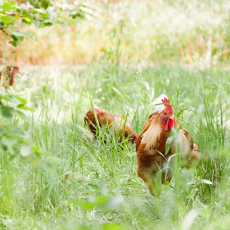 Bergschaeferei 팜스테이 Liebenhof